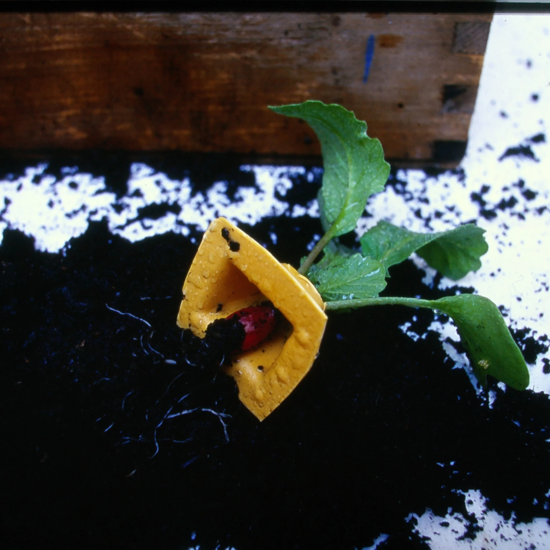 *Würfel Radieschen*, 1999, 3 x 3  x 3 cm, deep-drawn plastic, radish, soil