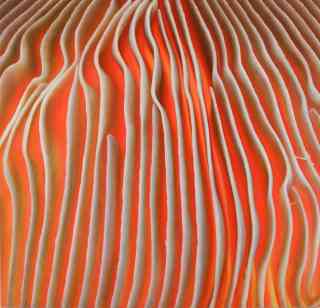 *oT (P XXVIII)*, 2010, Oil and acrylic on canvas, 240 x 250 cm
